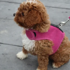 Harness-Collar-Leash