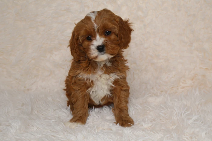 cavapoo puppy