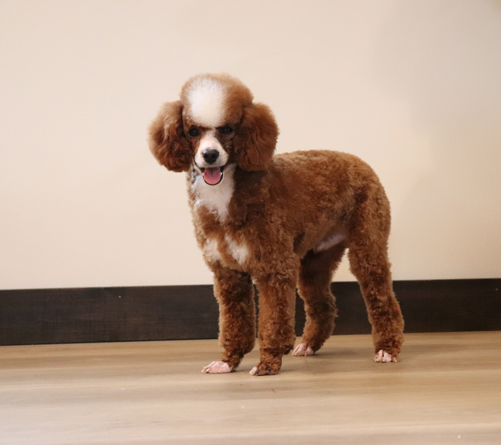 Brown poodle with a fluffy white topknot standing indoors, looking at the camera with its tongue out.
