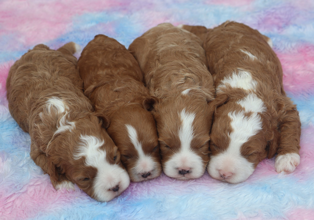 Five brown and white newborn puppies sleeping in a row on a pastel fluffy blanket.