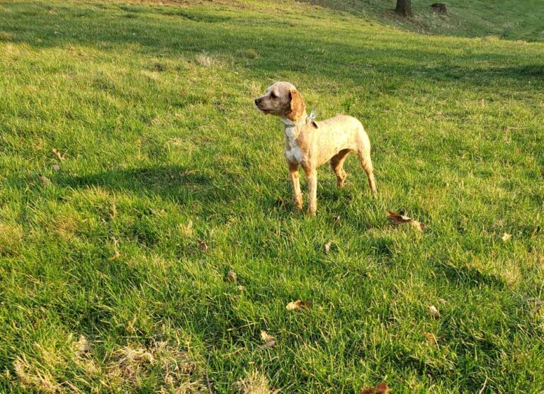 A light brown dog wearing a collar standing in a sunlit green grassy field, looking to the left.