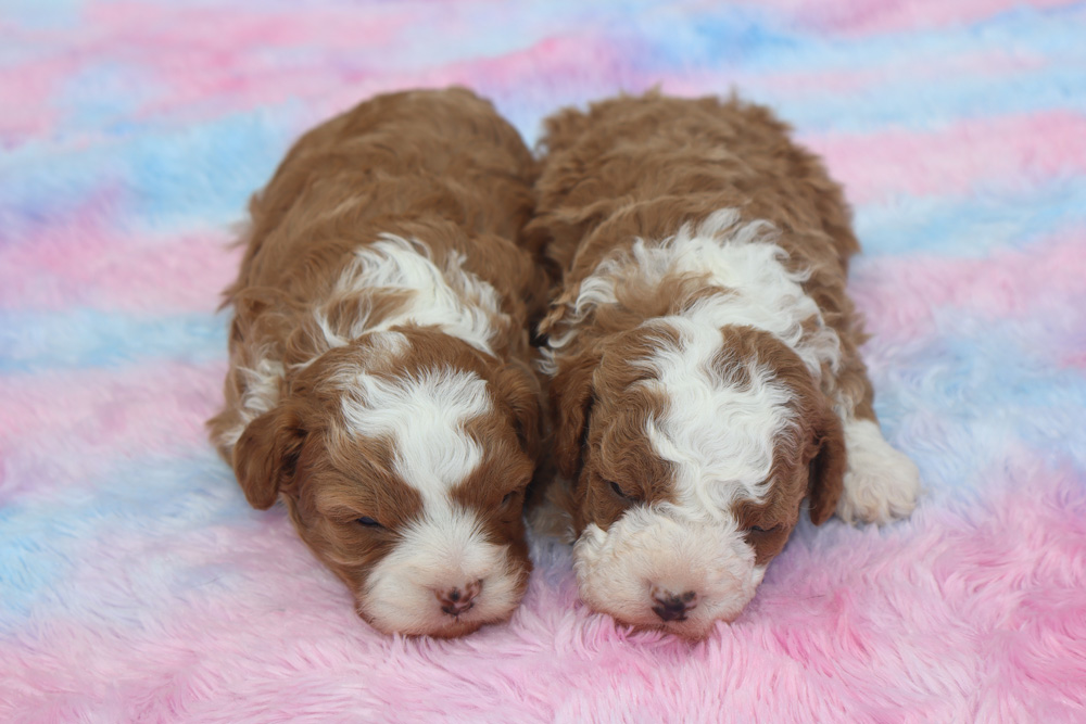 Two brown-and-white puppies sleeping side by side on a pink and blue fluffy blanket.