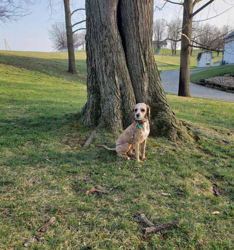 Dog sitting at the base of a large tree in a grassy park, on a leash and looking at the camera.
