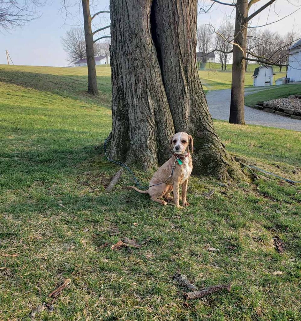Dog sitting at the base of a large tree in a grassy park, on a leash and looking at the camera.