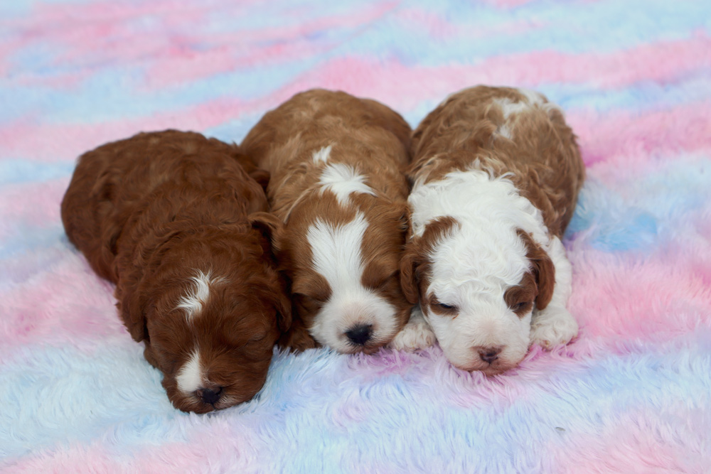 Three brown and white puppies sleeping side by side on a soft pastel blanket.