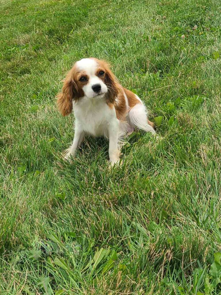 Cavalier King Charles Spaniel sitting in a green grassy field, looking at the camera.