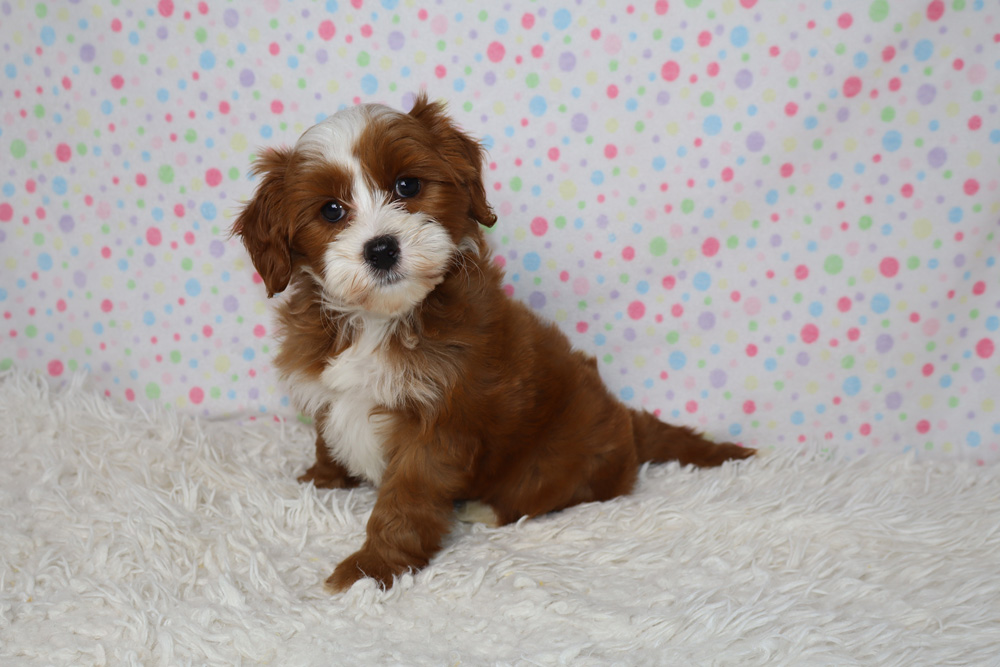 Brown and white puppy sitting on a fluffy white rug with a pastel polka-dot background in a studio. (informative)