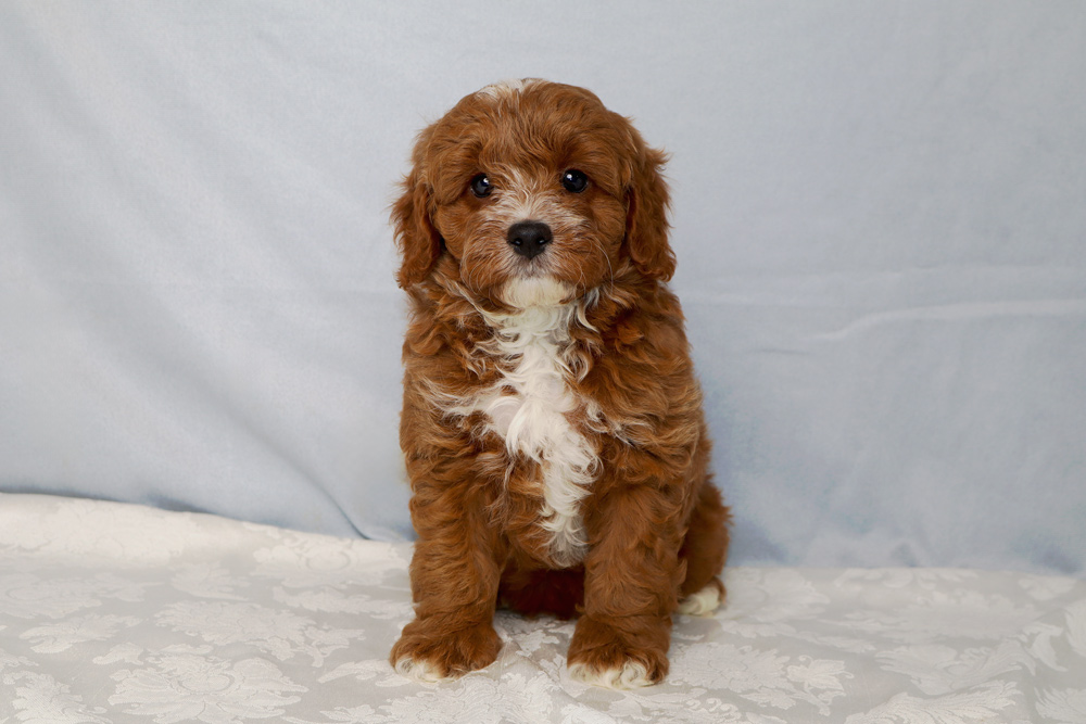 Brown fluffy puppy with a white chest sitting on a white patterned surface against a light blue backdrop, looking at the camera.