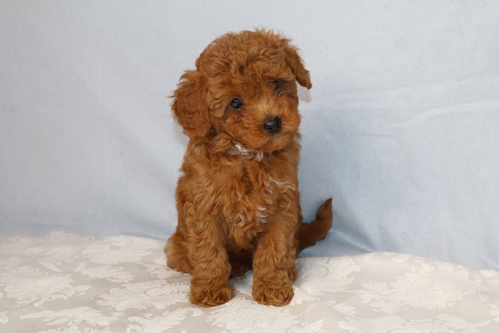 Brown fluffy puppy with curly fur sitting on a lace-patterned white blanket, against a pale blue backdrop.