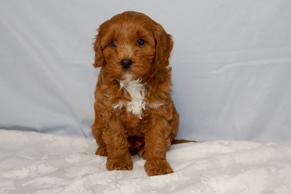 Young brown puppy with white chest sitting on a light patterned blanket, looking at the camera.