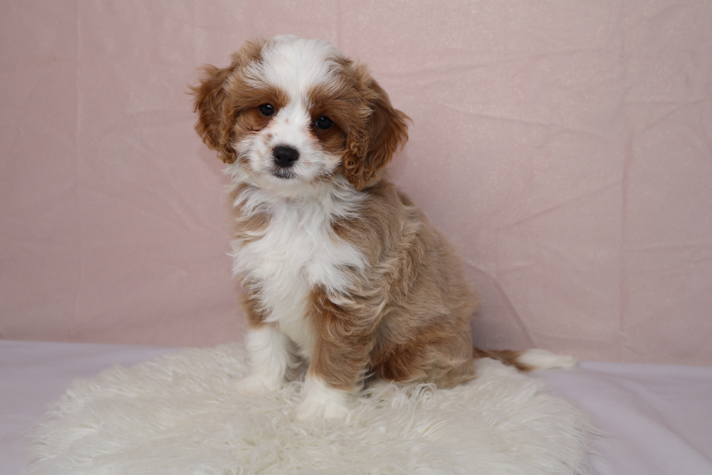 Cute brown-and-white fluffy puppy sitting on a white shag rug with a pale pink backdrop, looking at the camera.