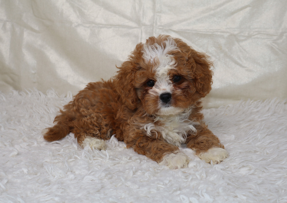 Brown and white fluffy puppy lying on a white shag rug, looking at the camera.