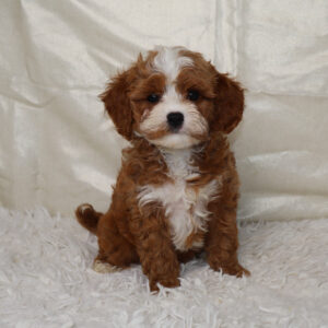 Small brown and white fluffy puppy sitting on a white rug indoors.