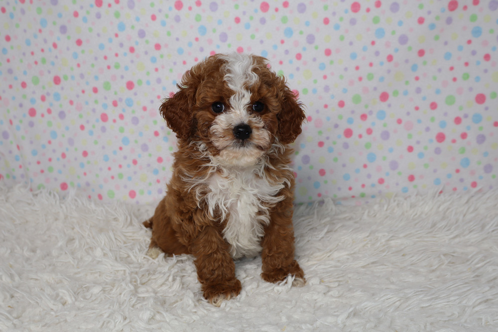 Cute fluffy brown and white puppy sitting on a white fuzzy rug with a pastel polka dot background behind it.