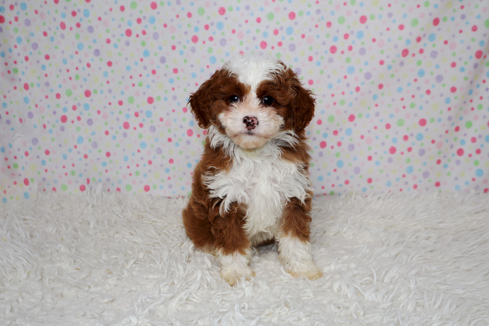 Cute brown and white fluffy puppy sits on a white shag rug with a pastel polka dot backdrop.