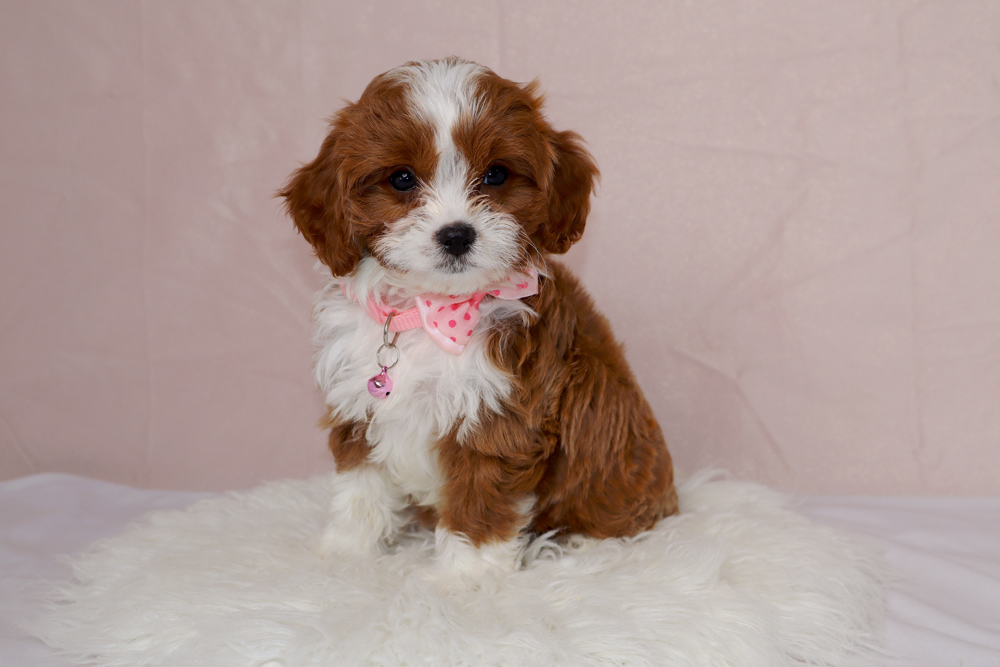 Cavalier puppy with brown and white fur wearing a pink bow sits on a fluffy white rug.
