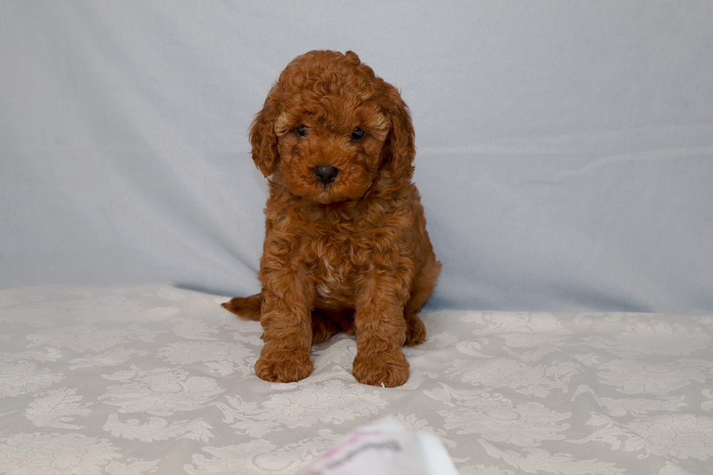 Sweet apricot poodle puppy sitting on a white patterned blanket, looking at the camera against a light blue background.