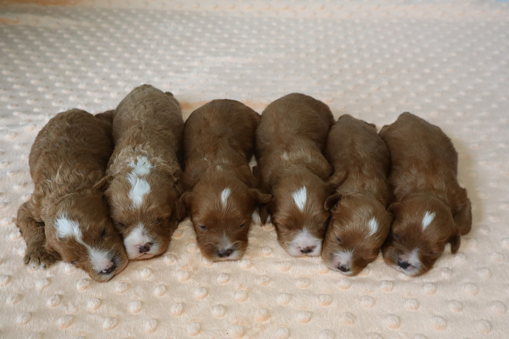 Six newborn brown-and-white puppies sleeping in a row on a soft, dotted blanket.