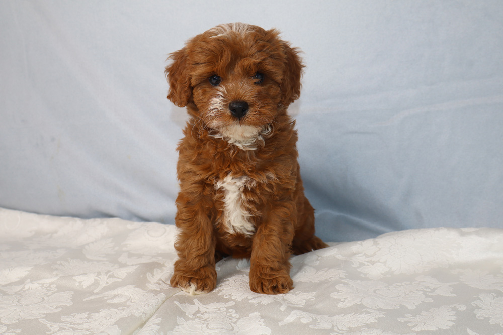 Fluffy brown puppy sitting on a patterned white blanket with a light blue backdrop, looking at the camera.