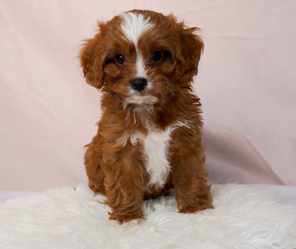 Brown and white fluffy puppy sitting on a white faux fur rug with a pale pink backdrop, looking at the camera.