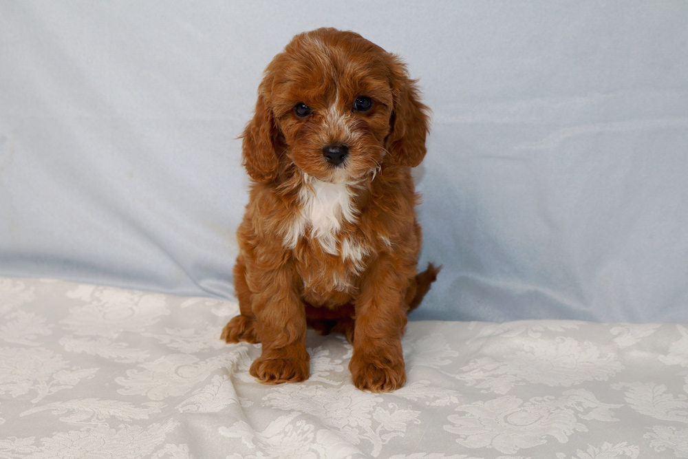 Brown fluffy puppy with a white chest sits on a white patterned blanket, looking at the camera.