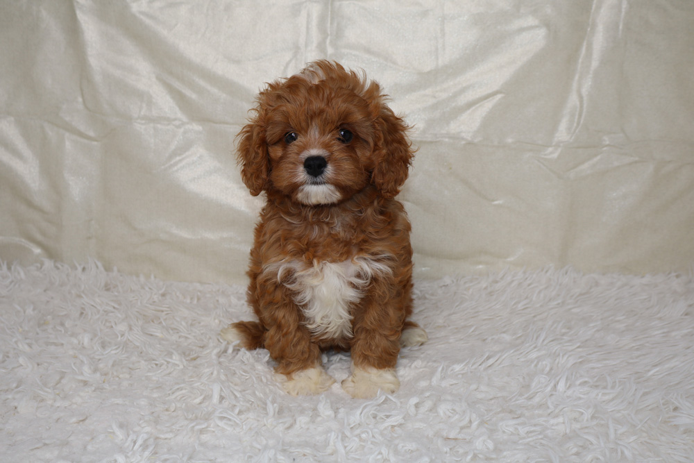 Young brown and white fluffy puppy sitting on a white shag rug, looking at the camera.