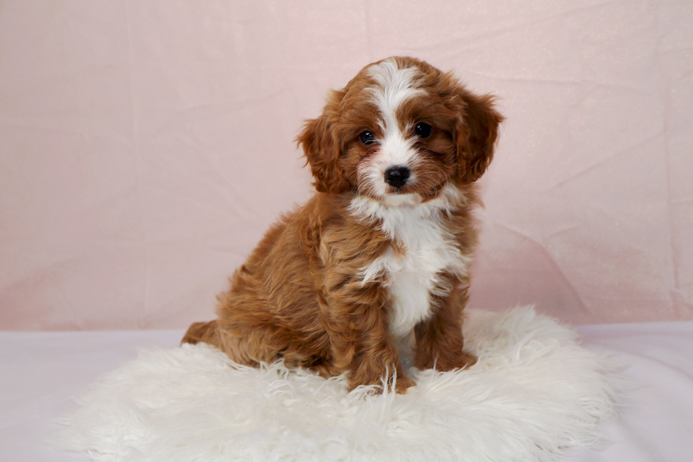 Cute brown-and-white fluffy puppy sits on a white faux fur rug with a pink backdrop, looking at the camera.