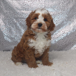 Fluffy brown and white puppy sitting on a white rug with a silver sequin backdrop, looking at the camera in a cozy setting.