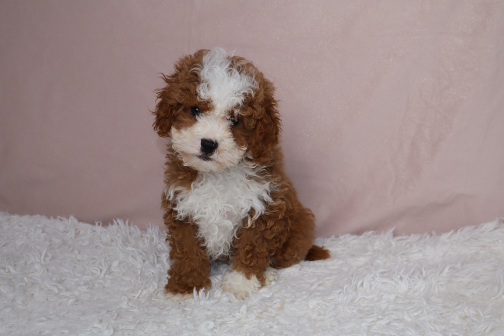 Fluffy brown-and-white puppy sitting on a white shag rug with a pink backdrop, looking at the camera.