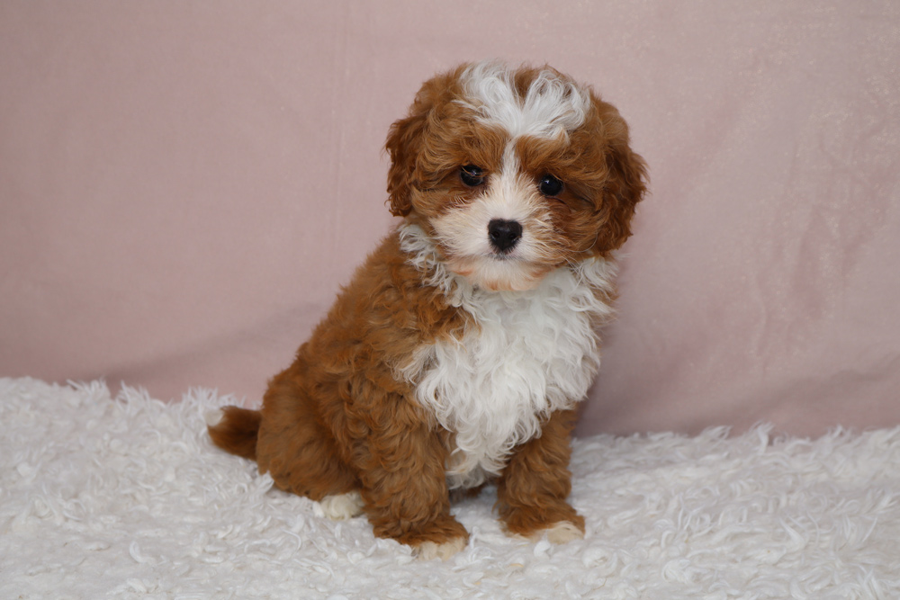 Brown and white fluffy puppy sitting on a white shag rug with a pink backdrop, looking at the camera.