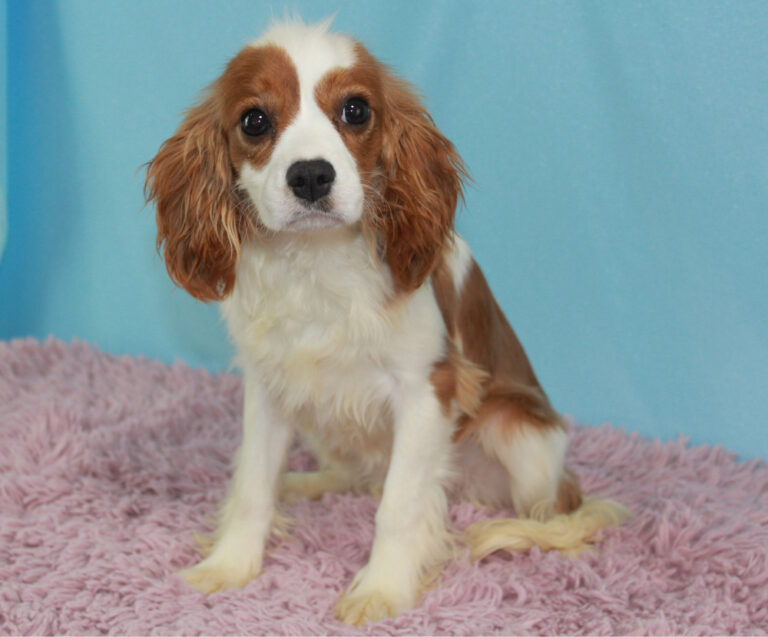 Young Cavalier King Charles Spaniel puppy sitting on a pink shag rug with a blue background, looking at the camera.
