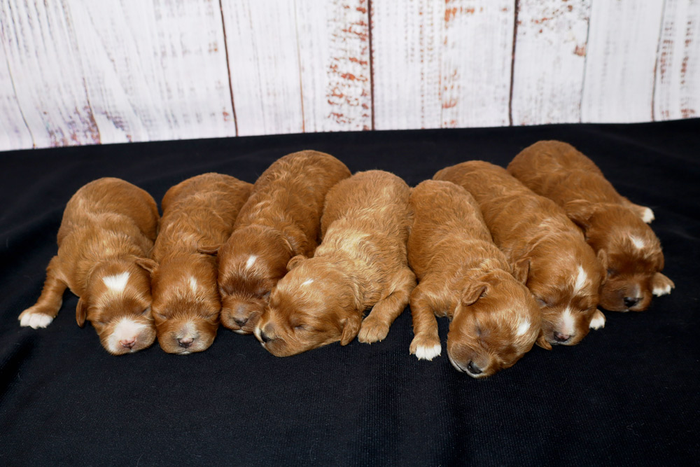 Nine tiny brown puppies lying closely together on a black surface with a white wooden backdrop behind them.