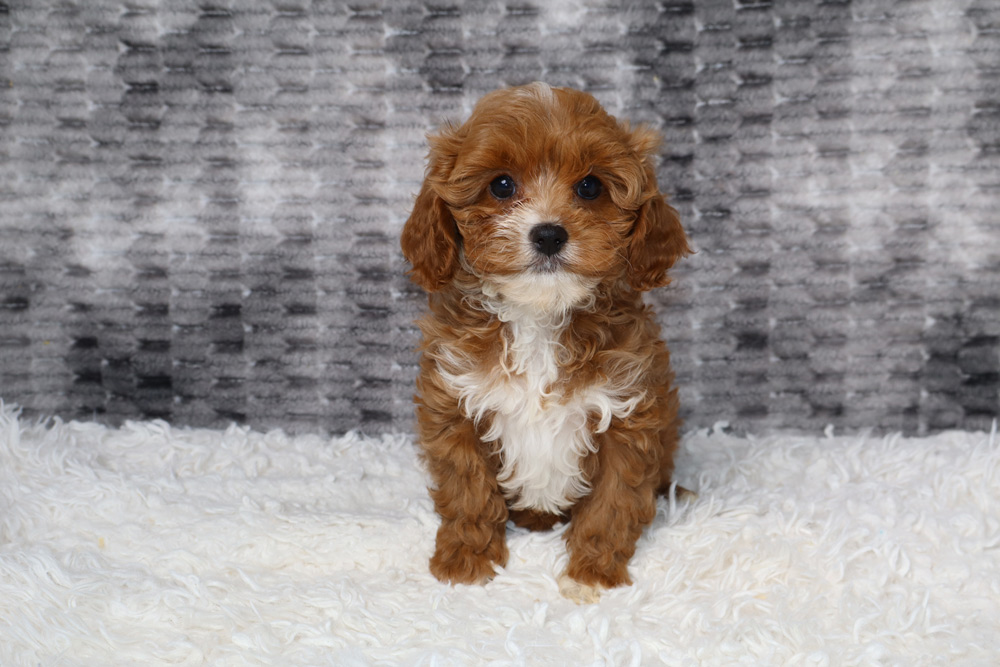Brown fluffy puppy with white chest sits on a white shag rug, looking at the camera.