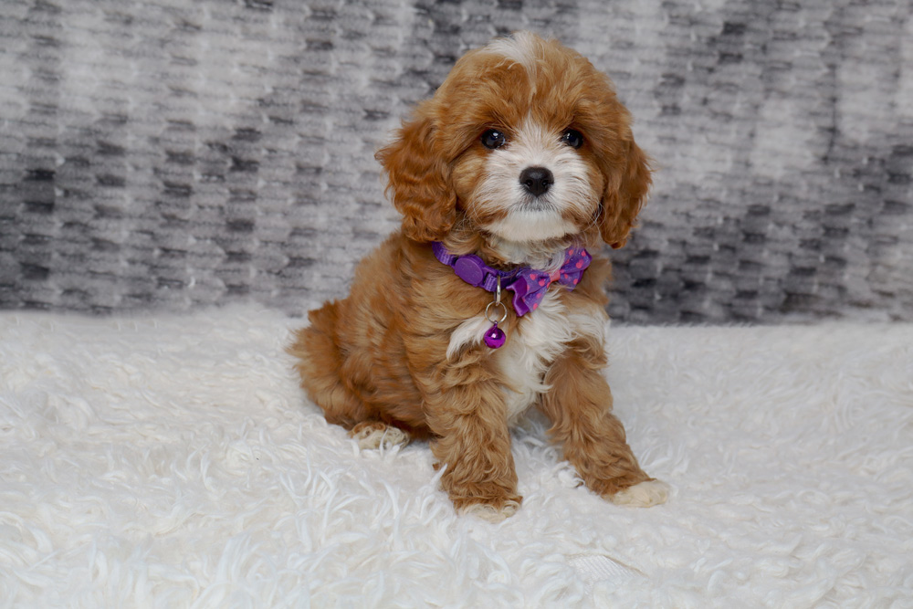 Cute brown-and-white puppy sitting on a fluffy white rug, wearing a purple collar and bow tie.