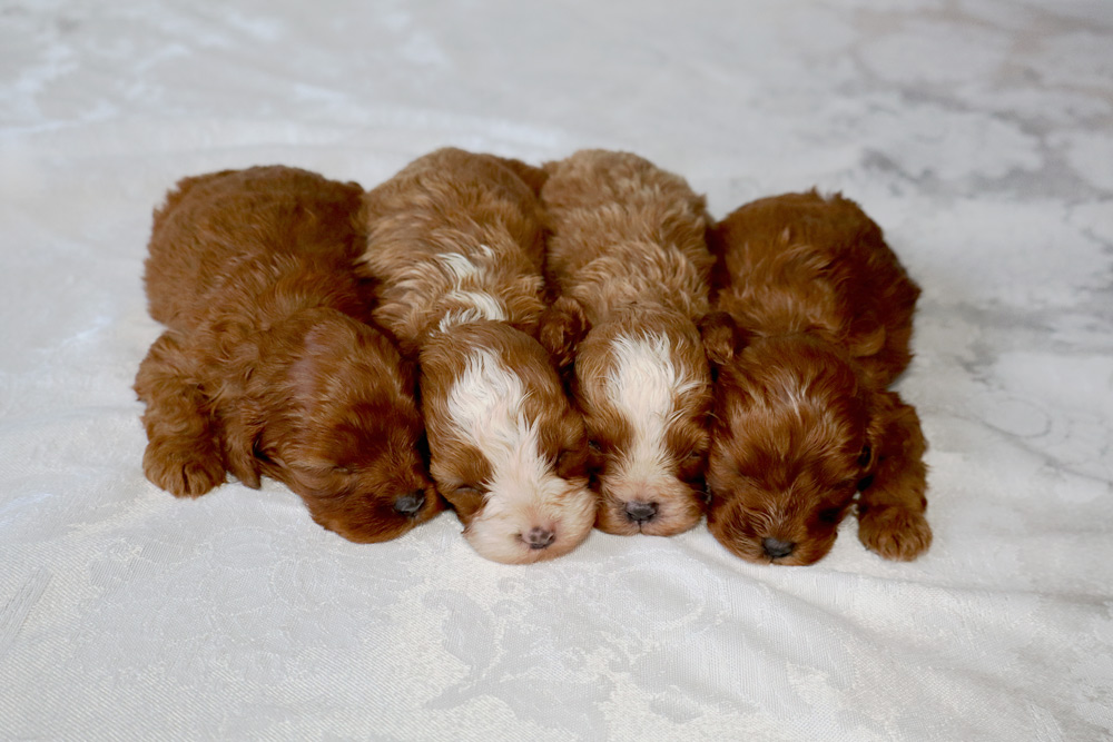 Five fluffy brown puppies sleeping side by side on a white patterned blanket, with one white-marked face central in the row.