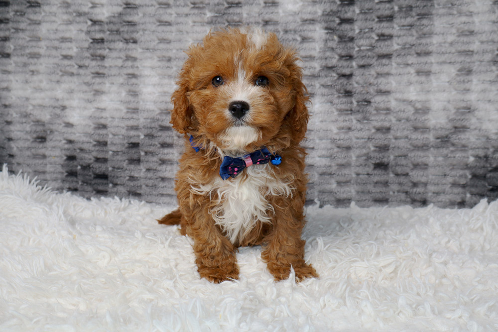 Cute brown and white fluffy puppy with a blue-pink bow tie sitting on a white shag rug, looking at the camera.
