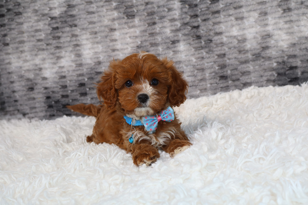 Cute brown puppy with a white chest and blue polka-dotted bow tie lying on a white fluffy rug.