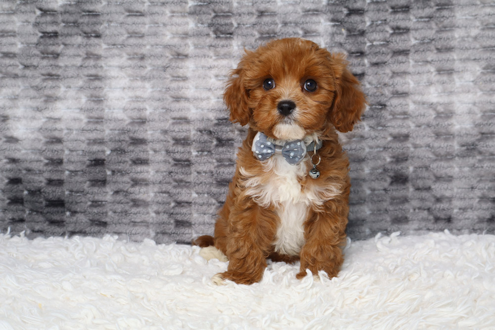 Cute brown puppy with a gray bow tie sitting on a white fluffy rug against a gray backdrop.