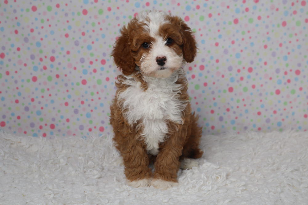 Adorable brown-and-white fluffy puppy sitting on a white shag rug with a colorful polka-dot backdrop behind it.