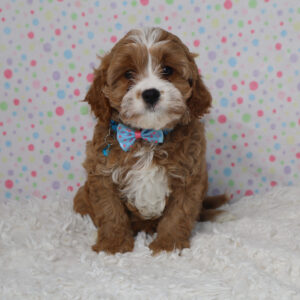 Brown-and-white puppy wearing a blue polka-dot bow tie sits on a white fluffy rug with a pastel dotted backdrop.
