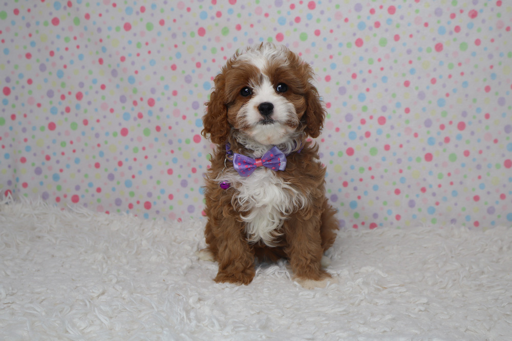 Adorable brown-and-white puppy wearing a purple bow tie, sitting on a fluffy white rug with a pastel polka-dot backdrop.