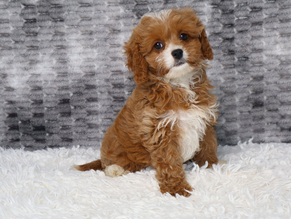 Adorable brown and white puppy sitting on a white fluffy rug, looking at the camera.