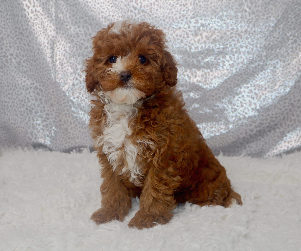 Brown fluffy puppy with white chest sitting on a white fuzzy rug against a silver backdrop, looking at the camera.