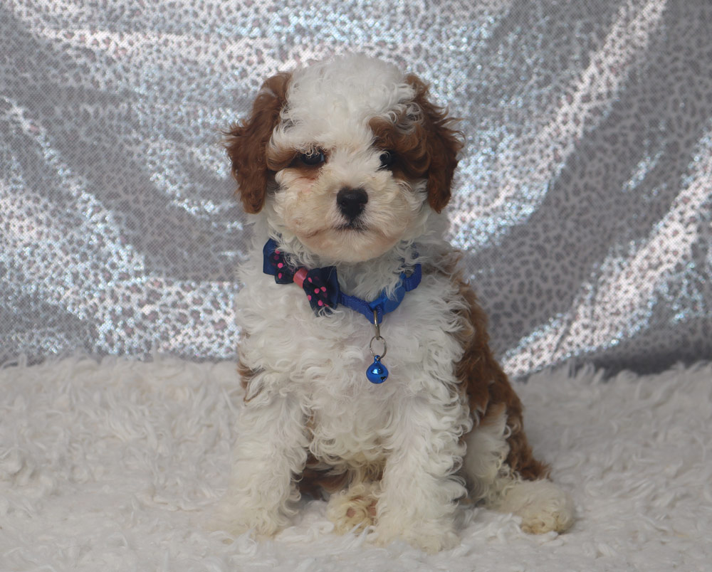 Fluffy white and brown puppy with a blue collar and pink polka-dot bow sitting on a white faux fur backdrop.