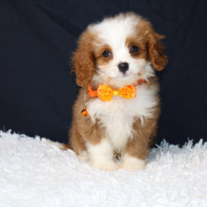 Peanut